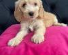 Cockapoo