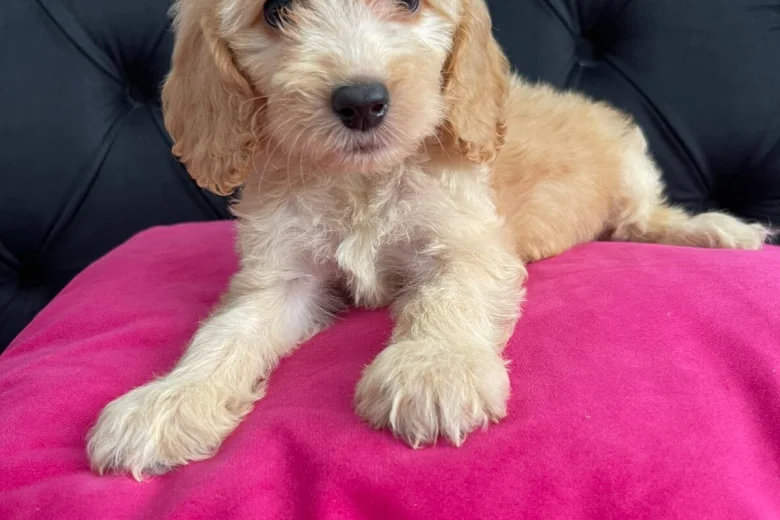 Cockapoo