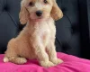 Cockapoo