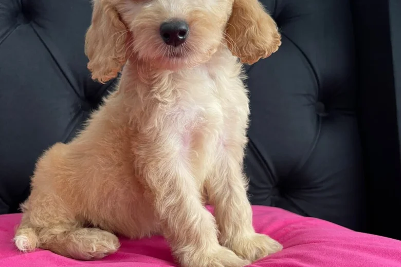Cockapoo