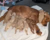 Cockapoo
