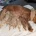 Cockapoo