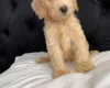 Cockapoo