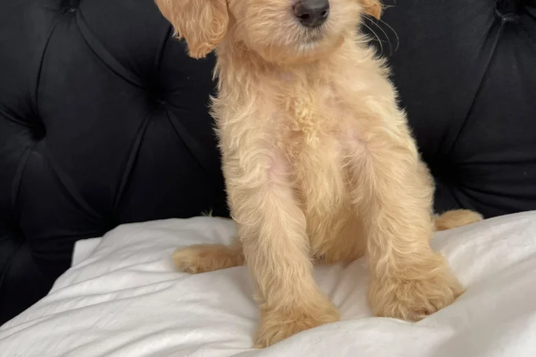 Cockapoo
