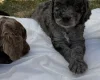 Cockapoo