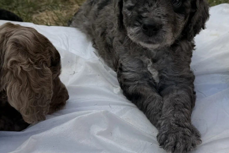 Cockapoo