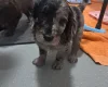 Cockapoo