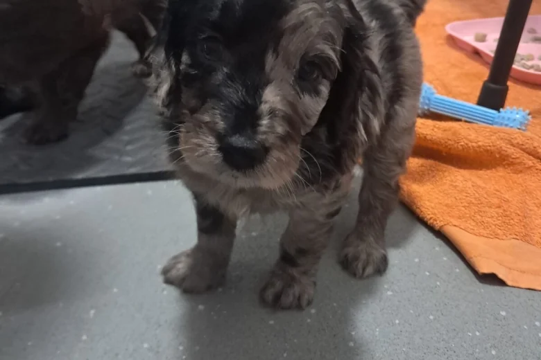 Cockapoo