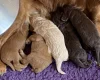 Cockapoo