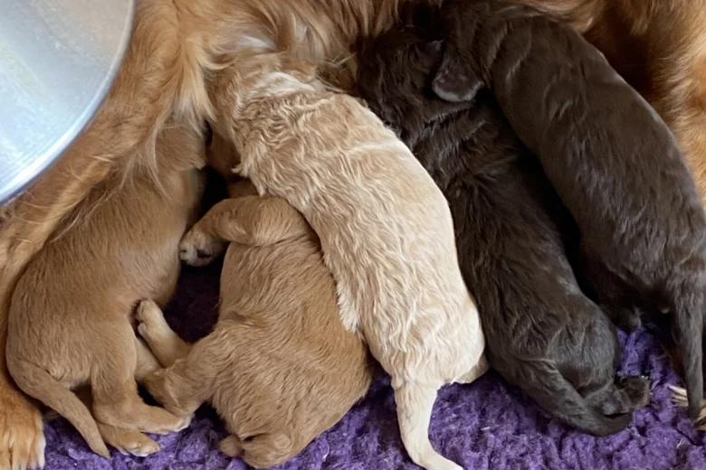 Cockapoo