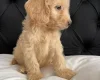 Cockapoo