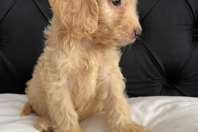 Cockapoo