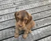 Cockapoo