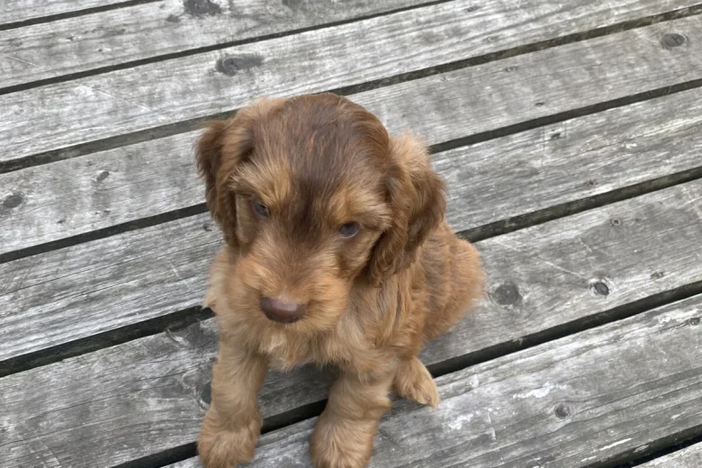 Cockapoo
