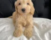 Cockapoo
