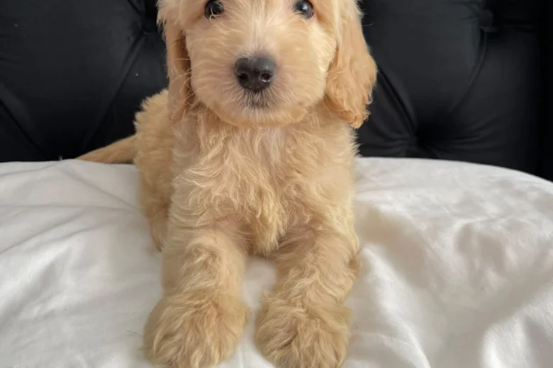 Cockapoo