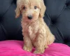 Cockapoo