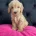 Cockapoo