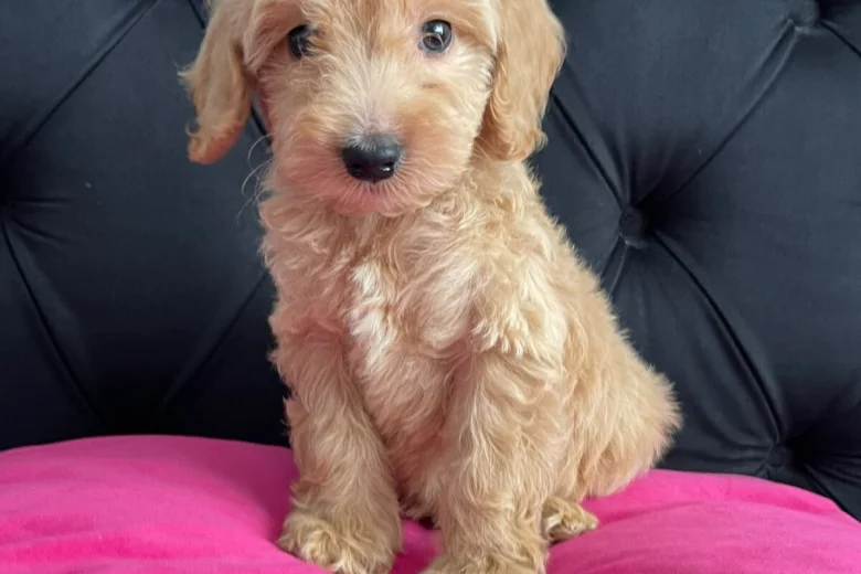 Cockapoo