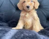Cockapoo