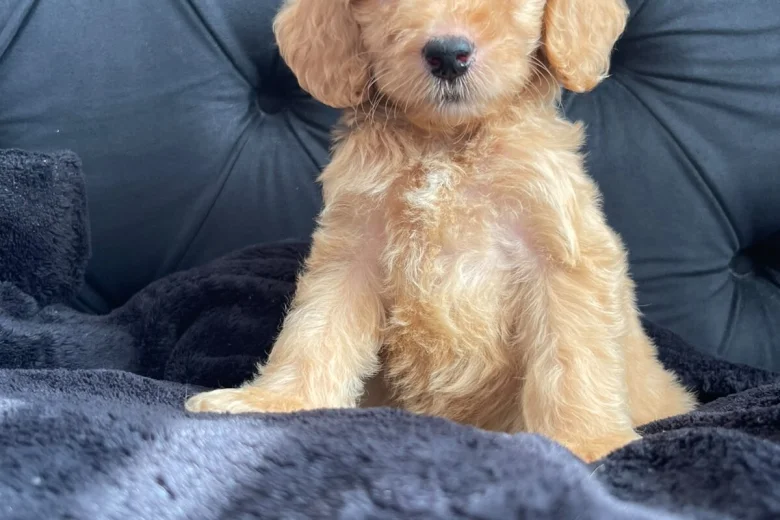 Cockapoo