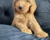 Cockapoo
