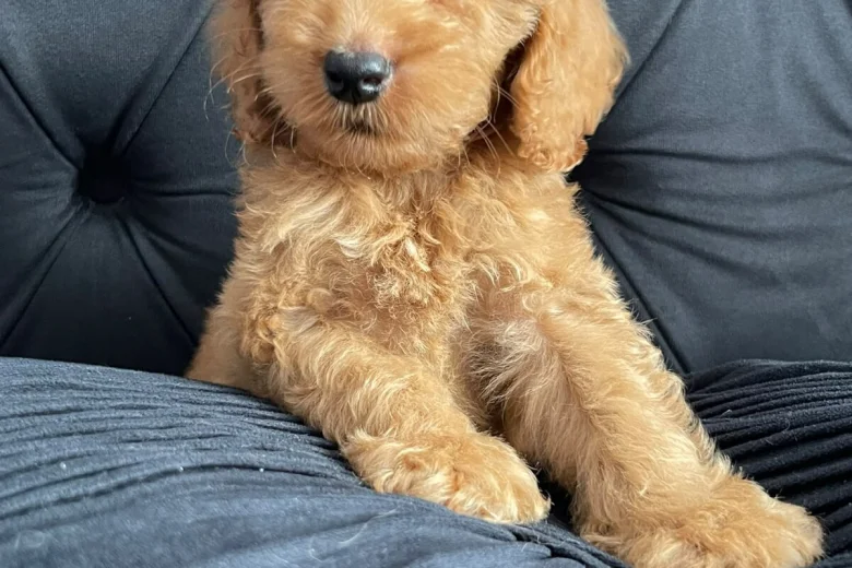 Cockapoo
