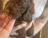 Cockapoo