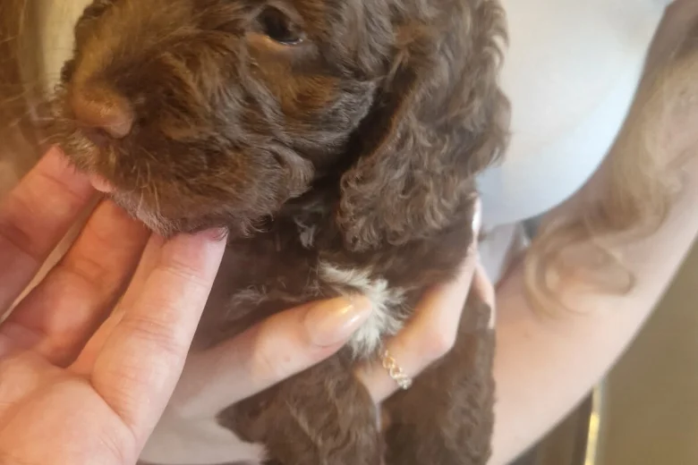 Cockapoo