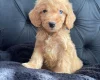 Cockapoo