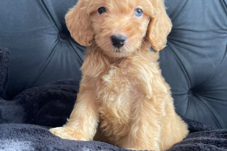 Cockapoo