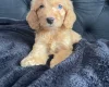 Cockapoo