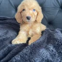 Cockapoo