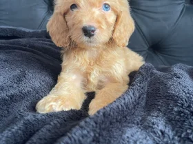 Cockapoo