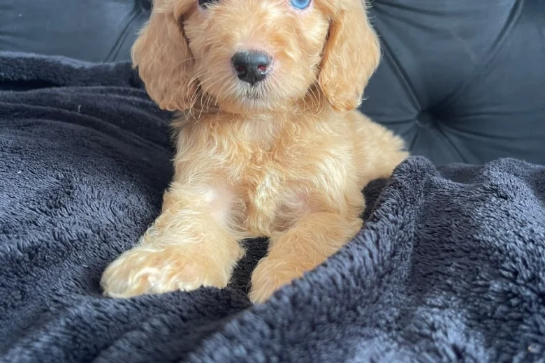 Cockapoo