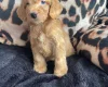 Cockapoo