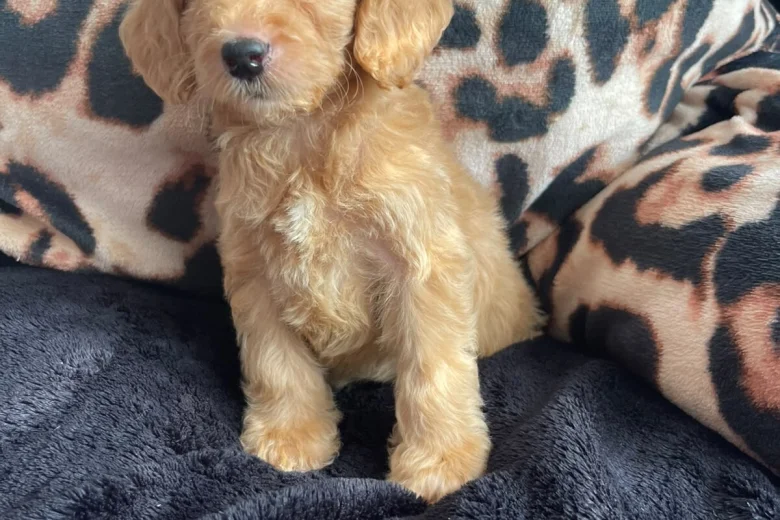 Cockapoo