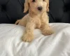 Cockapoo