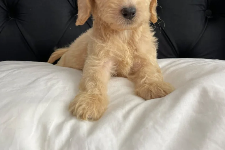 Cockapoo