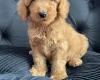 Cockapoo