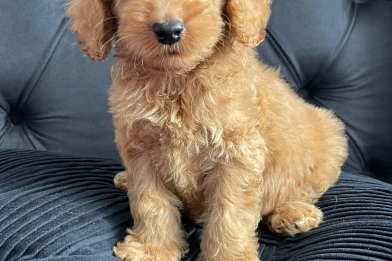 Cockapoo