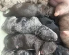 Cockapoo