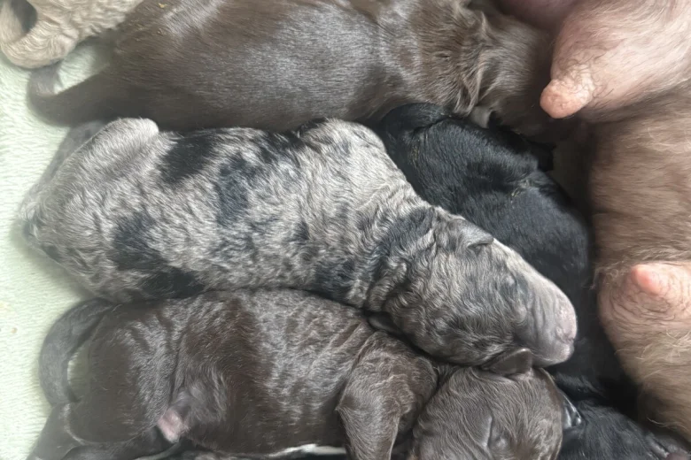 Cockapoo