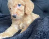 Cockapoo