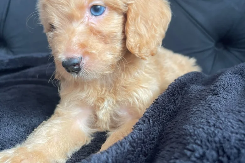 Cockapoo