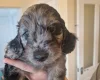 Cockapoo