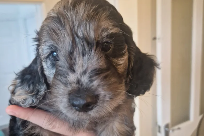 Cockapoo