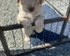 Cockapoo