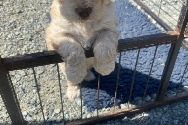 Cockapoo
