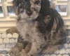 Cockapoo